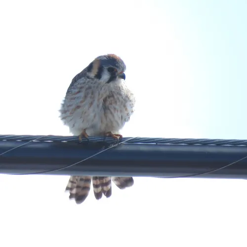 American Kestrel