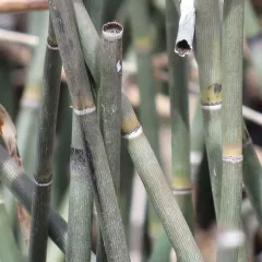 rough horsetail thumbnail 3