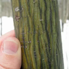 striped maple thumbnail 3