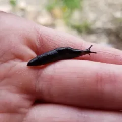 Meadow Slug thumbnail 3