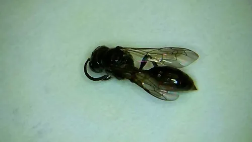 Mimumesa nigra