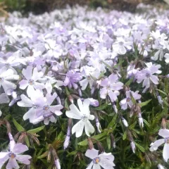 moss phlox thumbnail 2