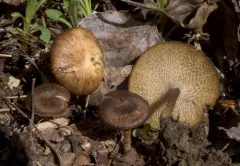 Lentinus longiporus thumbnail 3