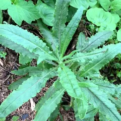 coastal burnweed thumbnail 4