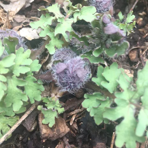 Celandine Poppy
