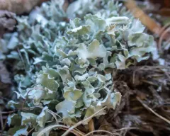 Crazy Scale Lichen thumbnail 1