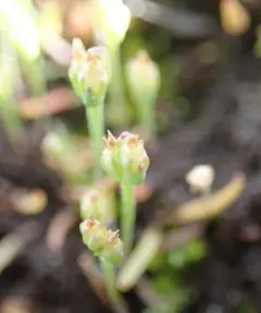 Dwarf Plantain thumbnail 2