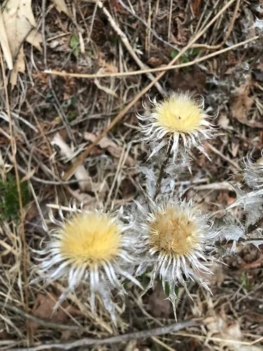 Carline Thistle