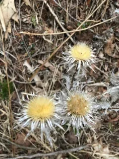 Carline Thistle thumbnail 1
