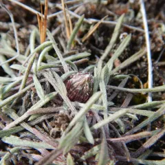 Hooker's Townsend-daisy thumbnail 2
