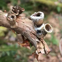 jellied bird's nest fungus thumbnail 3