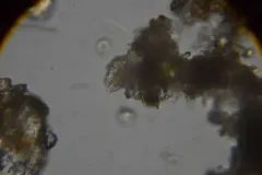 Urceolus sabulosus thumbnail 2