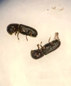 Xyleborinus attenuatus thumbnail 2