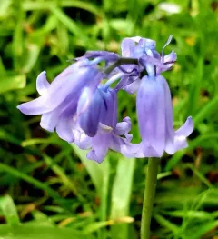 bluebell thumbnail 1