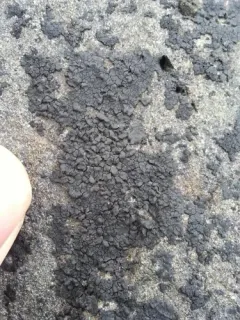 Wart Lichen thumbnail 4