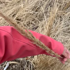 American marram grass thumbnail 4