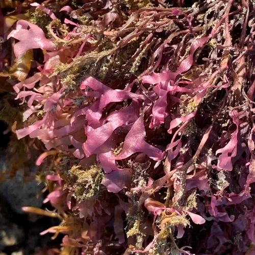Irish Moss