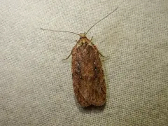 Agonopterix rosaciliella thumbnail 3