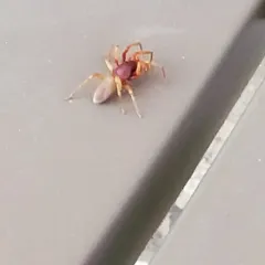 Woodlouse Spider thumbnail 4