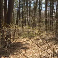 northern spicebush thumbnail 4