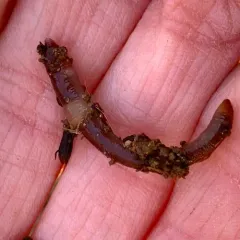 Dark Red Wriggler thumbnail 3