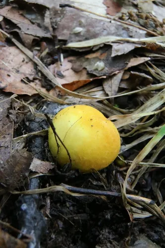 Bovista colorata