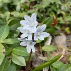 striped squill thumbnail 4
