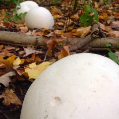 giant puffball thumbnail 5