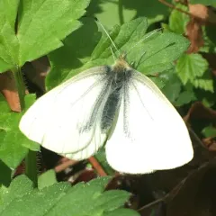 Margined White thumbnail 1