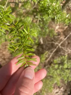 Carolina hemlock thumbnail 3