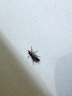 Dilophus strigilatus thumbnail 2