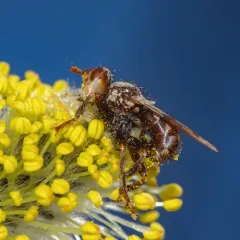 Myopa vicaria thumbnail 3