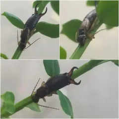 Western Earwig thumbnail 4