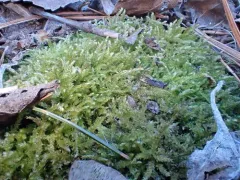 Swartz's Feather-moss thumbnail 1