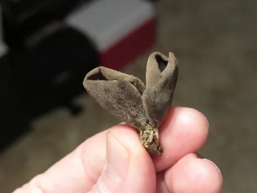 Peziza oliviae