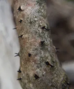 Durandiella fraxini thumbnail 2