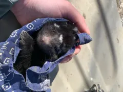 Plains Spotted Skunk thumbnail 4