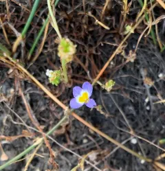 Cascade Calicoflower thumbnail 3