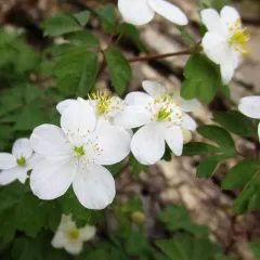 false rue anemone thumbnail 2