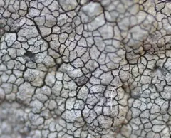 Placopyrenium fuscellum thumbnail 2