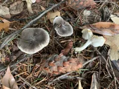 Tricholoma triste thumbnail 2