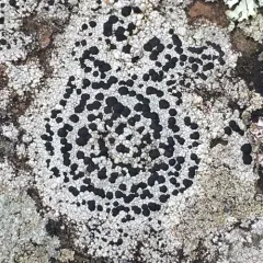 concentric boulder lichen thumbnail 3