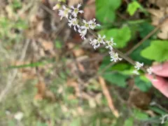 Angleleaf Miterwort thumbnail 2