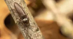 Melanotus americanus thumbnail 2
