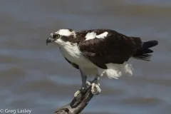 Osprey thumbnail 5