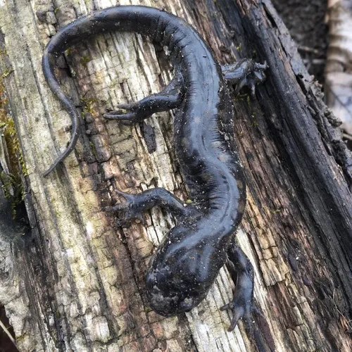 Eastern Tiger Salamander