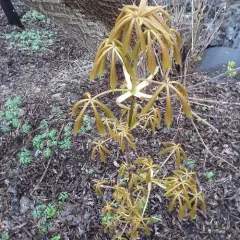 Ohio buckeye thumbnail 3