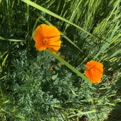 California poppy thumbnail 4