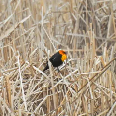 Yellow-headed Blackbird thumbnail 3