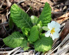 Primrose thumbnail 2